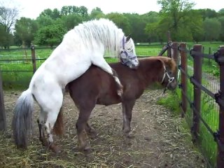 Horse pleasured by its human lover - Порно видео с лошадьми и конями Horse pleasured by its human lover - Порно видео с лошадьми и конями