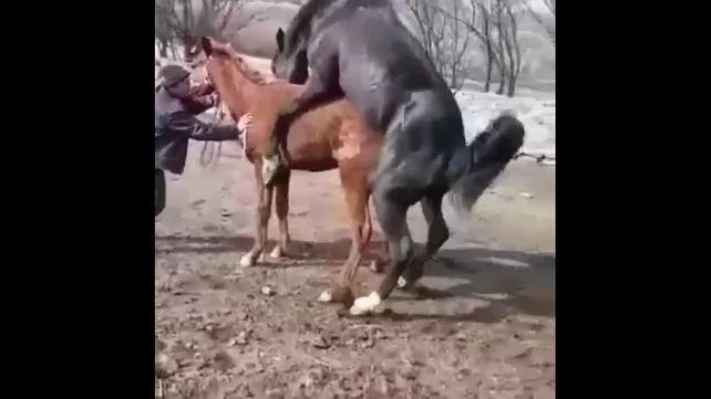 Сексуальная девушка с конём - HD порно видео Сексуальная девушка с конём - HD порно видео
