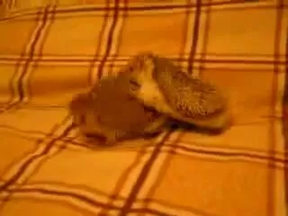 Ежик Соник порно Ежик Соник порно